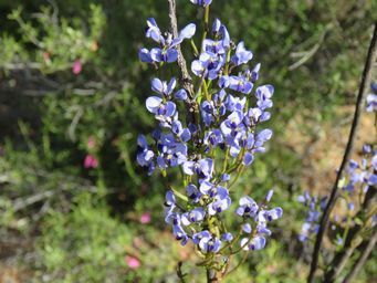 341_comesperma_volubile_boorabbin_img_0142.jpg