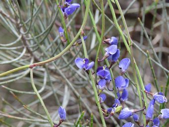 341_comesperma_volubile_wh_img_2627.jpg