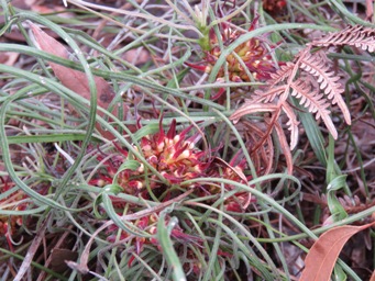 341_conospermum_capitatum_img_3786.jpg