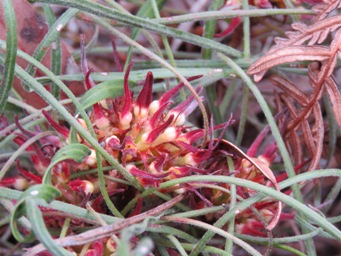 341_conospermum_capitatum_img_3787.jpg