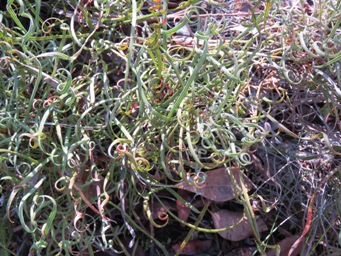 341_conospermum_capitatum_img_4467.jpg
