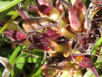 341_conospermum_capitatum_img_5492cc.jpg