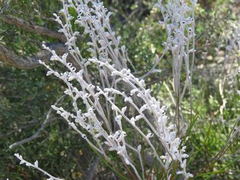 341_conospermum_stoechadis_img_9305.jpg