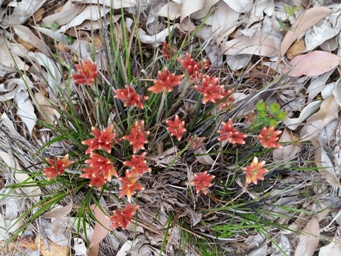 341_conostylis_20151004_163725c.jpg