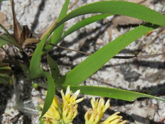 341_conostylis_aculeata_foliage_img_2910.jpg