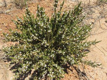 341_coopernookia_strophiolata_img_9444.jpg