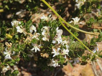 341_coopernookia_strophiolata_img_9447.jpg