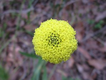 341_craspedia_variabilis_s.jpg