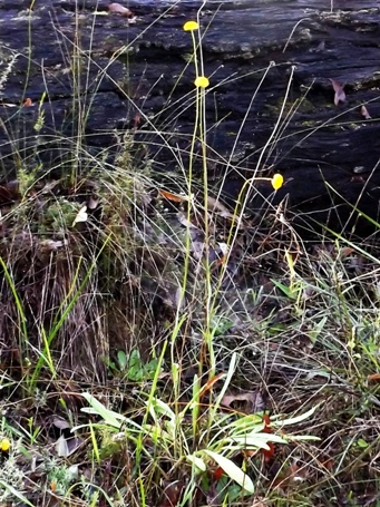 341_craspedia_variabilis_trio_s.jpg