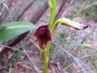 341_cryptostylis_ovata_img_5300c.jpg