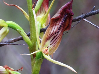 341_cryptostylis_ovata_img_6133c.jpg