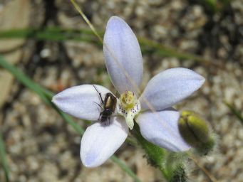 341_cyanicula_gemmata_img_2717c.jpg