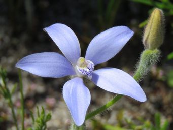 341_cyanicula_gemmata_img_2754c.jpg