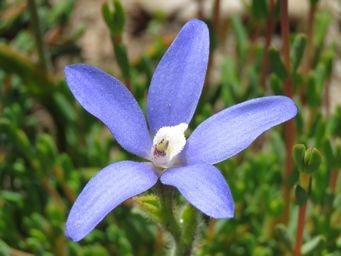 341_cyanicula_gemmata_img_2787b.jpg