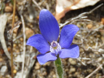 341_cyanicula_gemmata_img_5877cc.jpg