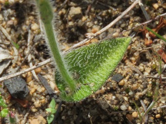341_cyanicula_gemmata_leaf_img_5878c.jpg