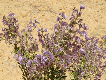 341_cyanostegia_lanceolata_img_9317.jpg