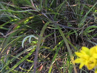 341_foliage_conostylis_candicans_img_3196c.jpg