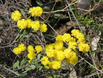 341xacacia_img_5335.jpg