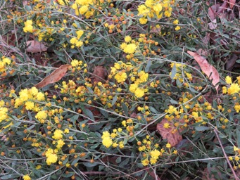 341xacacia_myrtifolia_img_3003.jpg