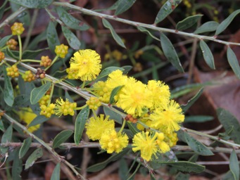 341xacacia_myrtifolia_img_3006.jpg