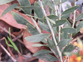 341xacacia_myrtifolia_img_4049.jpg