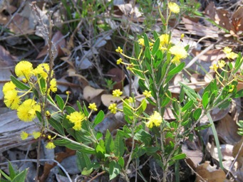 341xacacia_nervosa_img_3985c.jpg