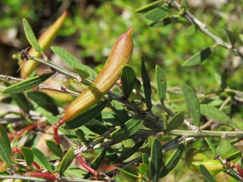 341xacacia_nervosa_thorns_img_8960.jpg