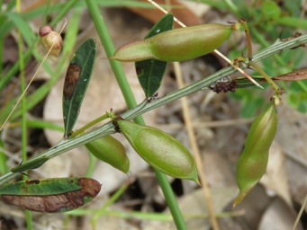 341xacacia_pods_img_8835c.jpg
