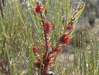 341xallocasuarina_humilis_dscf8835c.jpg