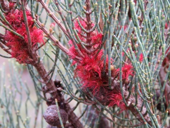 341xallocasuarina_humilis_img_2256.jpg