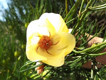 341xalyogyne_hakeifolia_dscf0215c.jpg