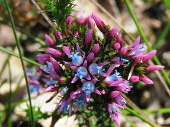 341xandersonia_caerulea_img_5337c.jpg