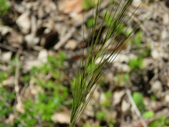 341xaustrostipa_img_8115.jpg