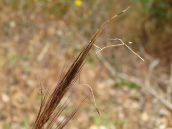 341xaustrostipa_img_9058c.jpg