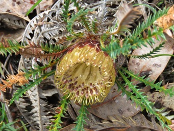 341xbanksia_dallanneyi_img_5027.jpg