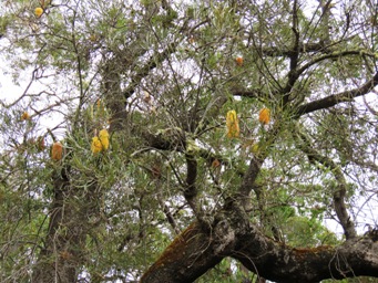 341xbanksia_littoralis_img_1255.jpg