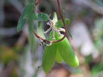 341xbillardiera_variifolia_pods_img_6482c.jpg
