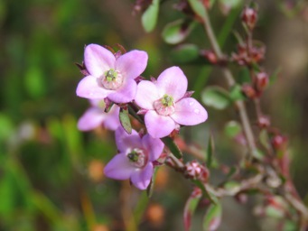 341xboronia_crenulata_img_5037c.jpg
