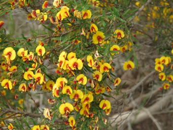 341xbossiaea_linophylla_img_7280.jpg