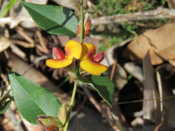 341xbossiaea_orange_img_5296c.jpg
