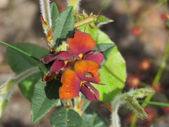 341xbossiaea_ornata_dark_orange_img_5904c.jpg