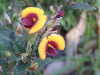 341xbossiaea_ornata_img_5161c.jpg