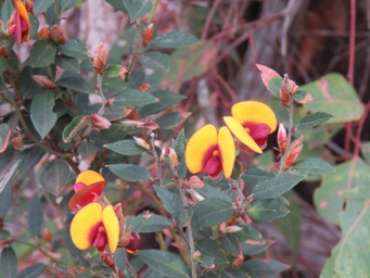 341xbossiaea_ornata_img_5697c.jpg
