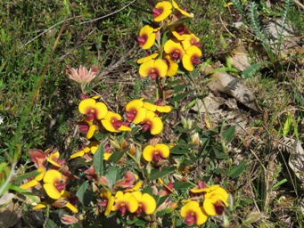 341xbossiaea_ornata_img_6527c.jpg
