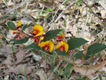 341xbossiaea_ornata_orange_img_5687c.jpg