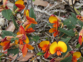 341xbossiaea_ornata_orange_img_6409c.jpg
