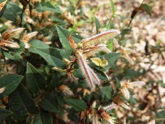 341xbossiaea_ornata_pods_dscf8967.jpg