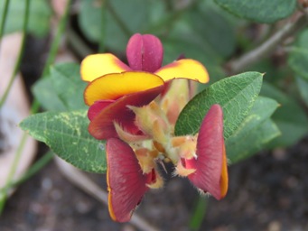 341xbossiaea_ornata_rear_img_5589.jpg