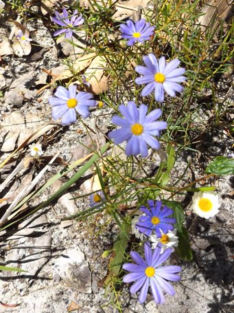 341xbrachyscome_iberidifolia_dscf9596c.jpg
